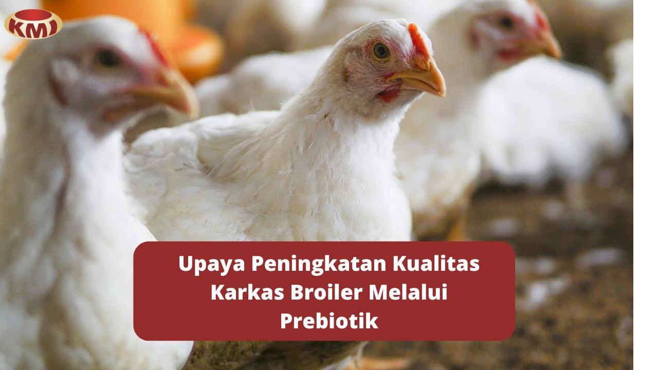 Manfaat Prebiotik Terhadap Perlemakan Broiler